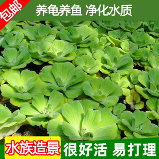 Water Hibiscus, Water Floating Lotus, Water Hyacinth, Aquatic Fish Tank, Aquatic Plants, Water Quality Purification, Turtle Tank, Aquarium Landscaping