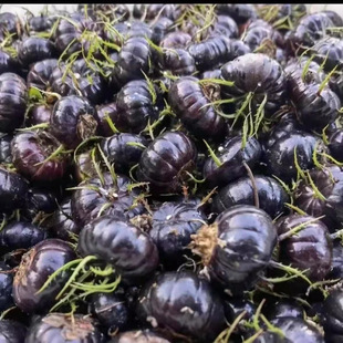 ���r���L�r����ϼt�������r�Fժ�������ˮ��֩����������l