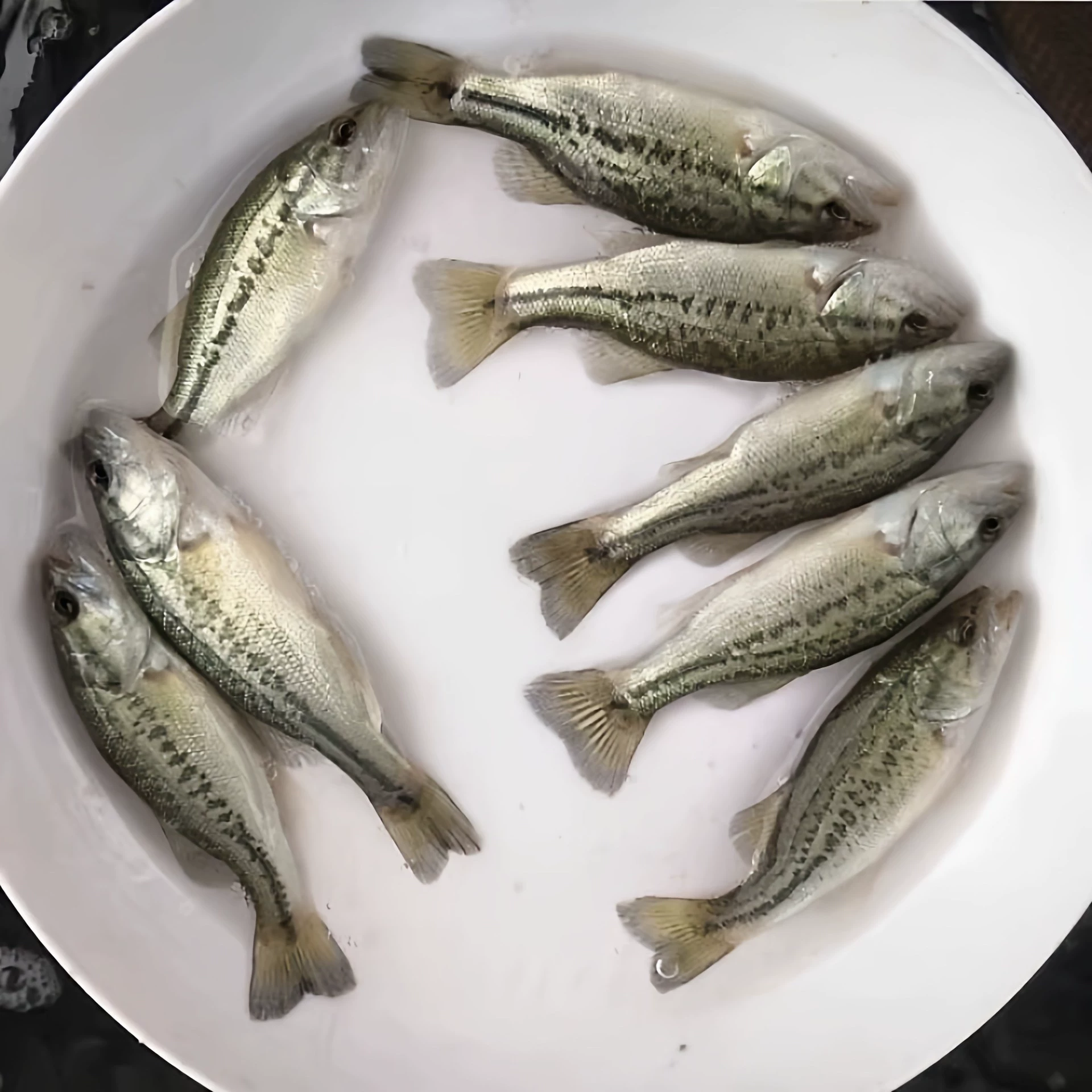 Почки для окуня выращивание пресной воды калифорнийский окунь сеянцы крупные холодноводные крупная пасть черный окунь дорога азиатская пресноводная разведения морской окунь мальки
