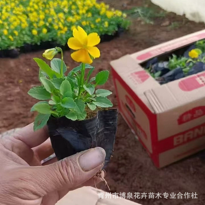 В Цинчжоу широко поставляются рассада цветов виолы. Цветы виолы не боятся замерзания зимой. Цветы яркие и яркие, обильные.