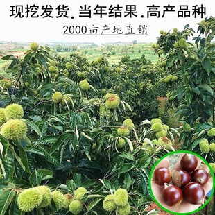 Chestnut Seedlings, Northern and Southern Chestnuts, Chestnut Seedlings, Dahongpao Grafted and Planted, Fruit Trees and Fruit Seedlings That Bear Fruit in the Same Year