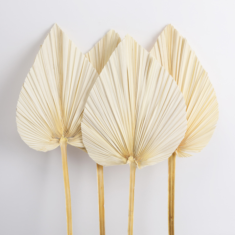 Color Original hoja de palma ins terminado floral Pu ventilador flor seca simple ventilador seco ramo decoración creativa accesorios de la boda