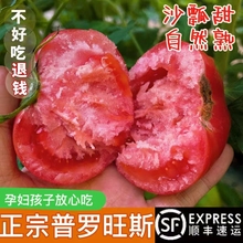 陕西泾阳普罗旺斯孕妇水果当季沙瓤西红柿自然熟新鲜生吃番茄蔬菜