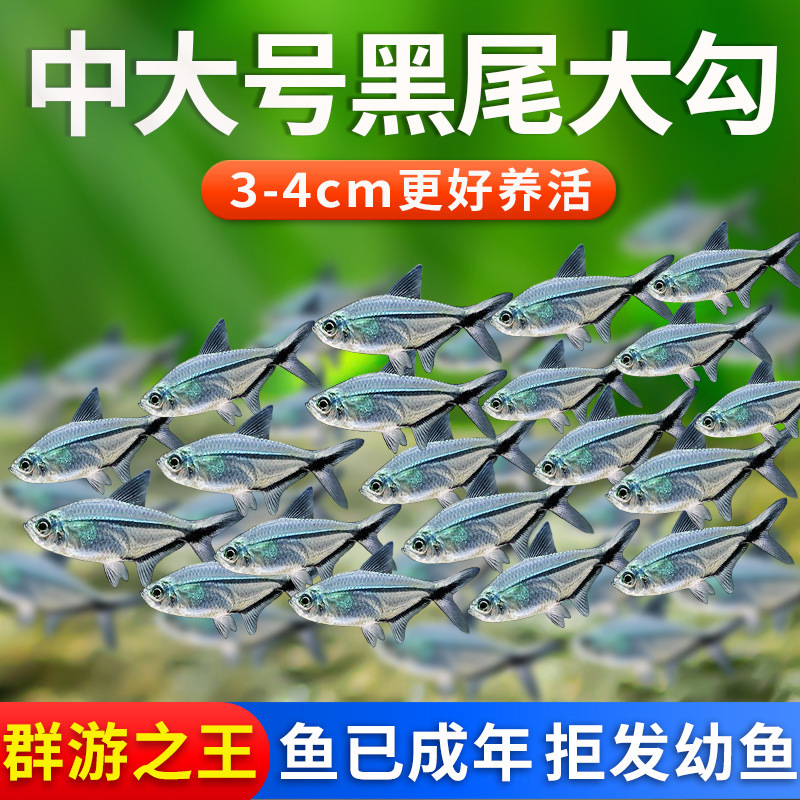 黒尾大フック魚群、水草水槽、小型熱帯魚稚魚、観賞魚、信号魚、エンジェルフィッシュ、フラッグフィッシュ|undefined