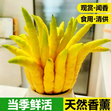 新鲜佛手柑大果中果观赏闻香橼供食用佛手果青果黄果水培室内绿植