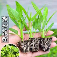 正宗三叉空心菜穴盘苗秧苗新鲜四季盆栽带根阳台庭院种植高产秧苗