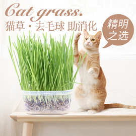 猫草优质大麦小麦燕麦动物草籽助消化去毛球水培抗旱种子零食薄荷