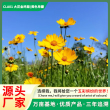金鸡菊花种子金钱菊打造美丽乡村景观花海阳台盆栽四季种花卉种籽