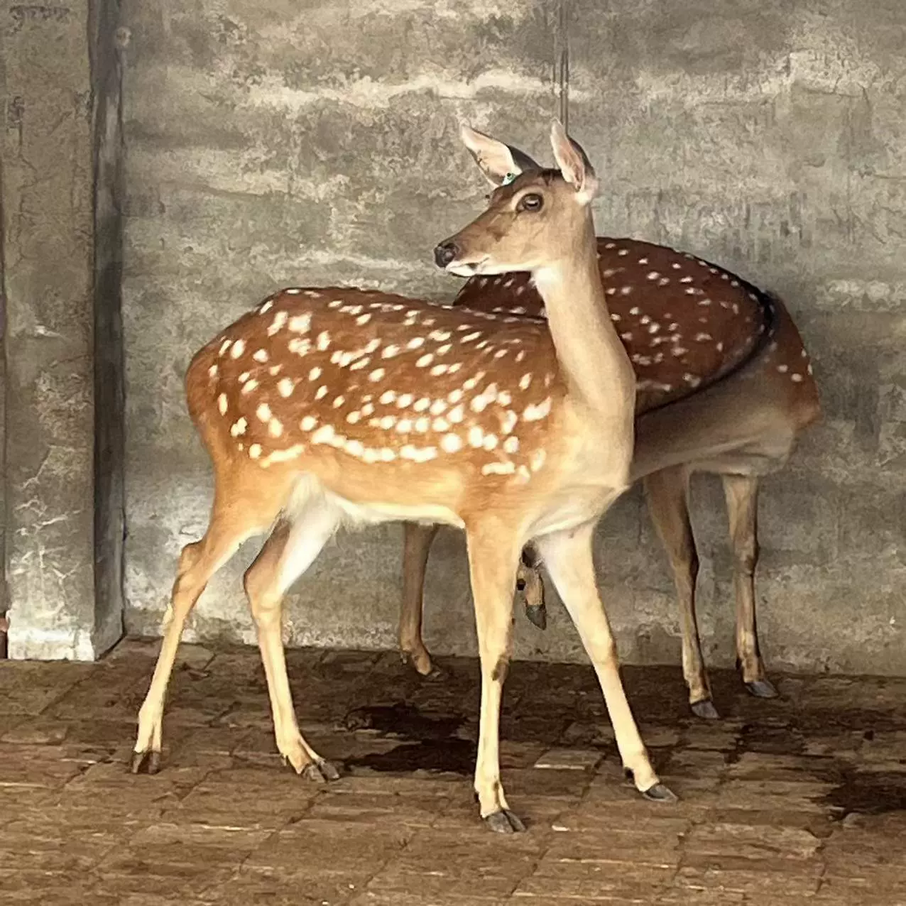 Личное разведение пятнистых оленей пятнистый олень олень цена пятнистый олень ферма продает саженцы пятнистых оленей для переработки оленей