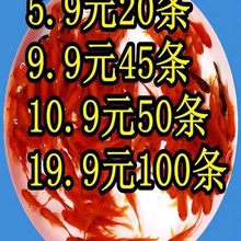 红草金鱼活鱼小鱼小锦鲤鱼活小型观赏鱼苗冷水鱼饲料鱼好养龙凤鲤