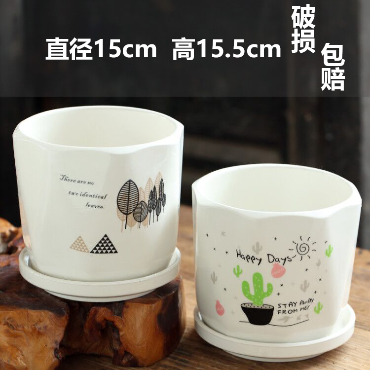 고급 대형 선인장 2개