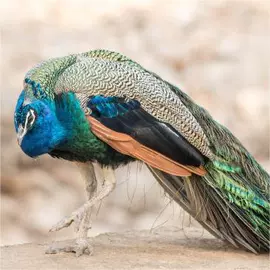 鲜/活禽类;特种珍禽;招财摆件