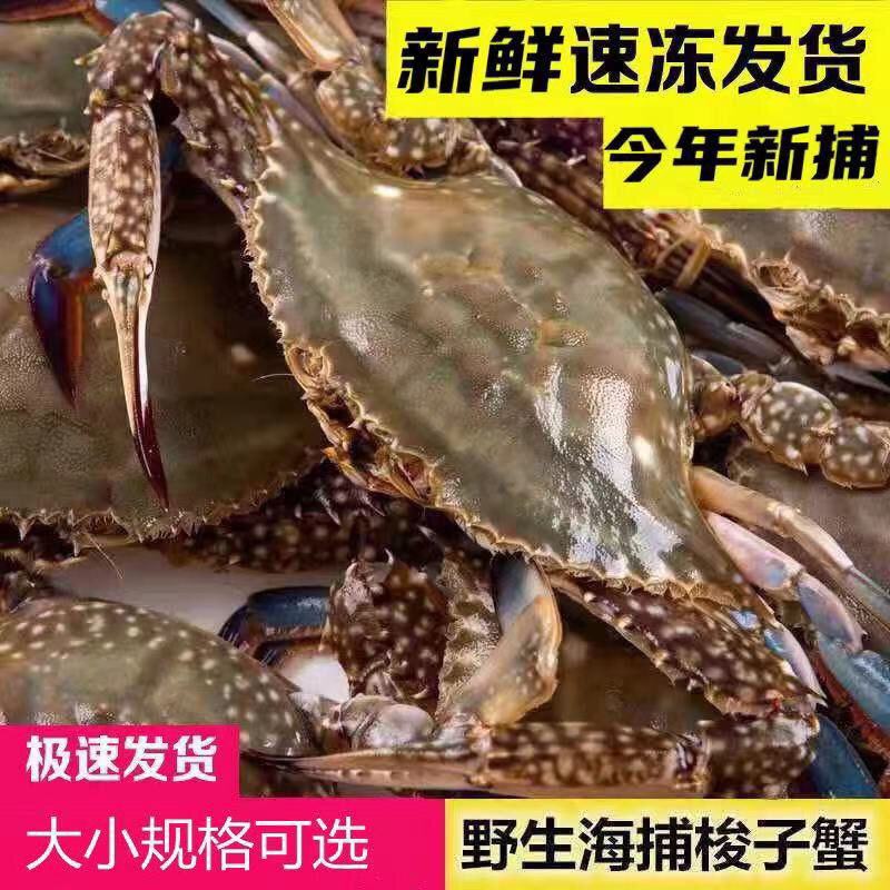 fresh Live crabs Freezing Crab Blue crab Crab Scylla Crab Flying Crab 10 Jin