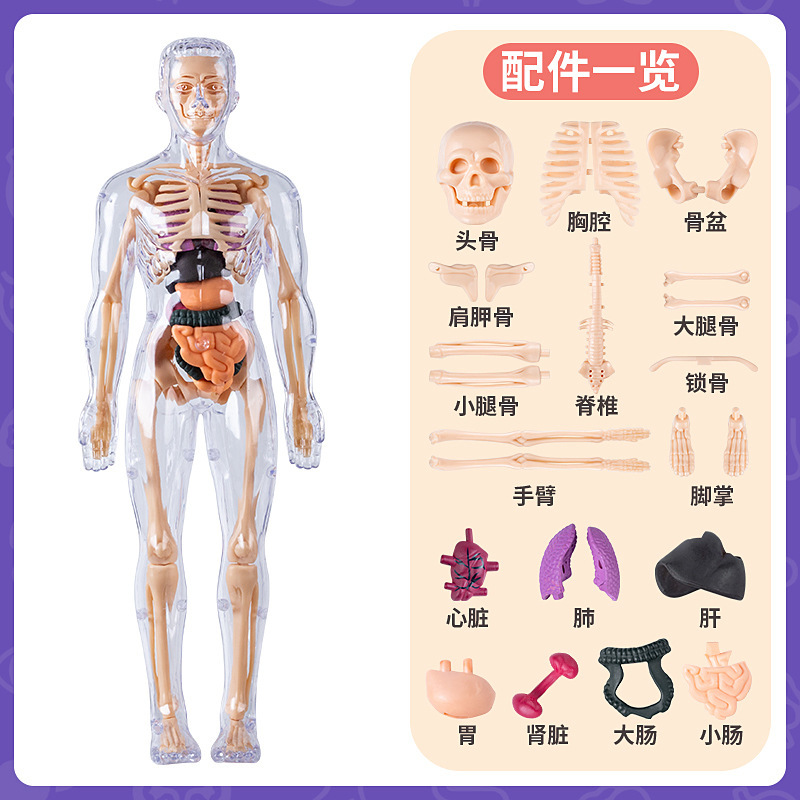 Fully transparent human body (packed in bags)