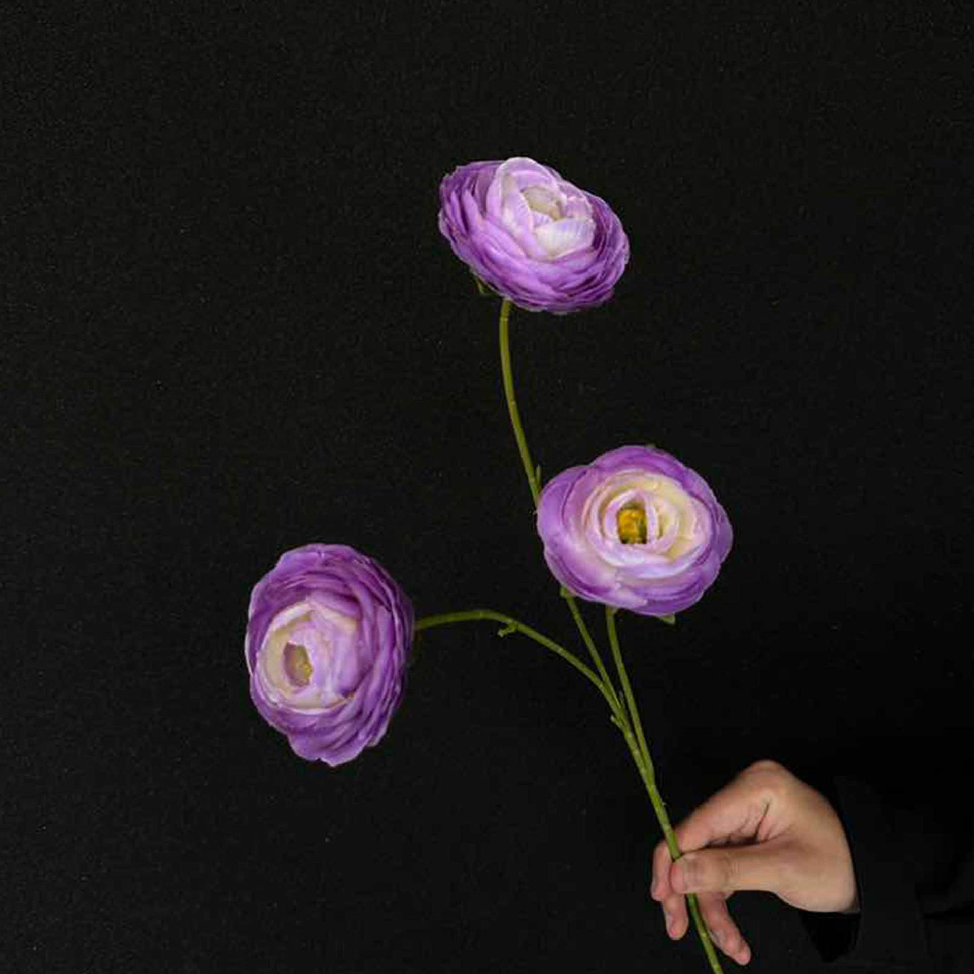 Loto púrpura de mil capas