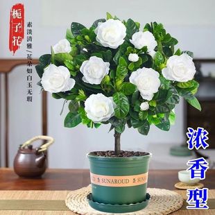 �����ͪ��U�󻨗d�ӻ�����~ĵ���d�ӻ����Ԙ����҃��ļ����B����