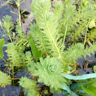 Factory Wholesale Wetland Aquatic Plants Perennial Submersed Herbs Aquatic Florals Foxtail Seedlings Polygrass