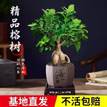 ���Ř��辰�k���҃�����͏d�Gֲ�ﻨ���˅����ļ�����С�Ř�����