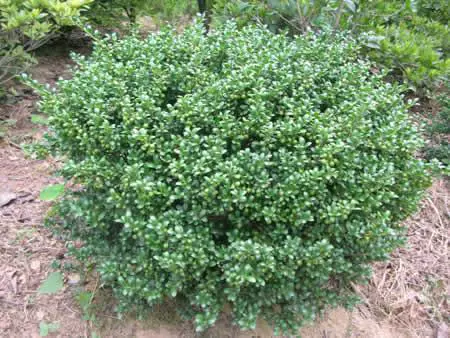 Черепаха оболочки Холли Сяошань зеленый сад оптом различные спецификации черепахи оболочки Холли небольшие саженцы. Мяч оптом