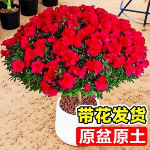 ���N�����Ԏ������Gֲ���҃��̨�ļ����B�d�ӻ����Ϙ��ͺ��r����