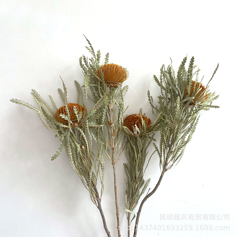 [Dried Flowers Shan Mao Jian] Shan Mao Jian Pure Dried South Africa Small Pagoda Nordic Style Model Room Decorative Literary Retro