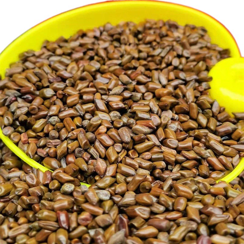 Wild Cassia Sand Wholesale Juguetes de interior para niños Juego de piscina de arena Patio de juegos Puesto Cassia Sand Beauty Journey