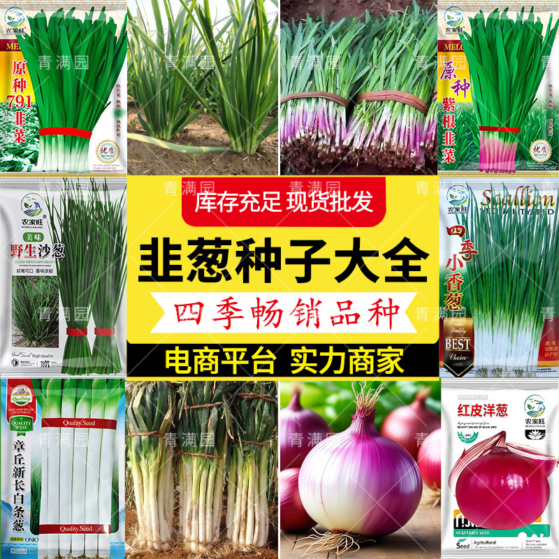 批发四季小香葱种子盆栽小葱分葱蔬菜种子籽菜园阳台易种蔬果种子