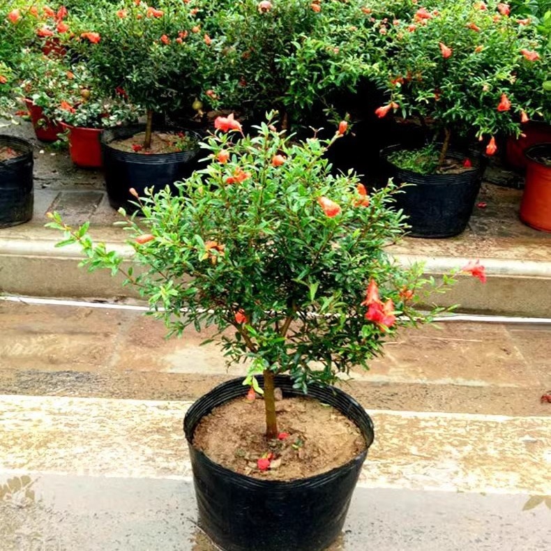 石榴花盆栽盆景果树苗室内四季开花带果植物室外庭院阳台绿植花卉