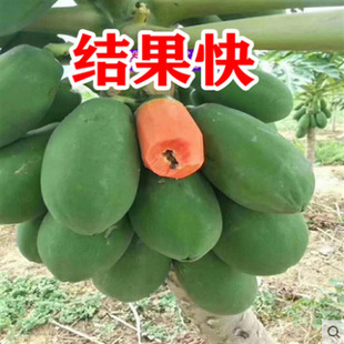 ���l����ľ����̨����ľ�Ϙ����ϱ���С��t��ľ���箔��Y������