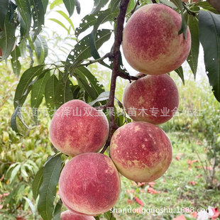 �޽Ӷ�ѩ���Ҙ������춬��ѩ��ɽ�|�������l��Ʒ�N��ľ����ˮ����