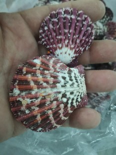 Oil Painting Scallop Natural Conch Shell Crafts Ornaments Creative Home Decoration Ornaments Photography Props Small Gifts