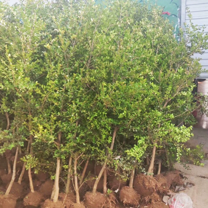 База оптом берескета небольшая рассада однолистная Buxus одностержневая Дыня дерево зеленый рассада кустарник цветовой блок