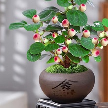 �ļ�������С��������辰�k���҃�ˮ����B�U�⻨��С�Gֲ������