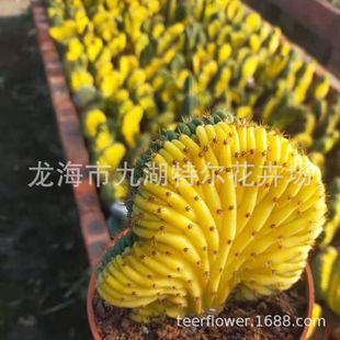 ��y���\ �����Y���\ ��ɺ�� �������� ���^�� ����ֱ�� ������