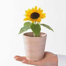 学校采购种子套装矮向日葵种植套餐四季观赏食用阳台批发凤仙花