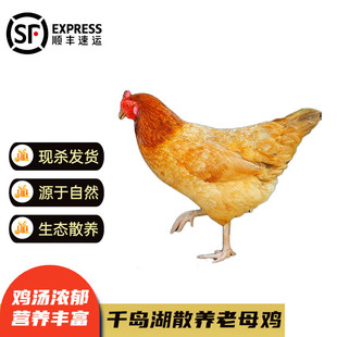 �g�؞�ǧ�u�� ��ɽɢ�B���u ���r�F���ߵ��u�����u 1ֻɢ�B��ĸ�u