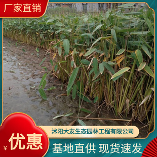 Aquatic Plant Zaili Flower Base Directly Supplies Perennial Ornamental Plants for Wetland Greening