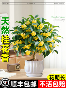 𻨘ļԿʳ_̨҃ͥԺͻֲ