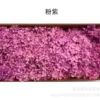 Pink-purple, purple