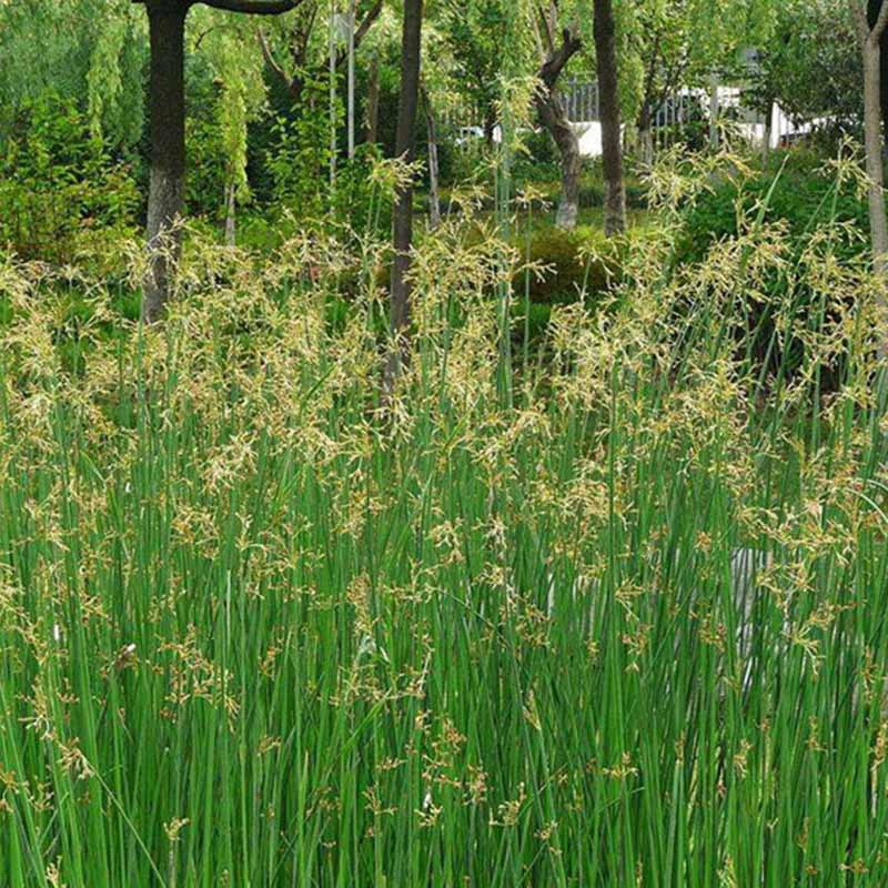 Водная спаржа, водостойкие растения, зеленение рек, прудов, украшение ландшафта у воды, рассада водной спаржи, водные растения, готовые оптовые поставки