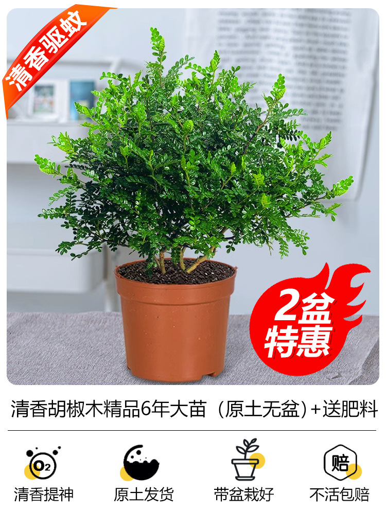 [화분 2개 특가] 모기 퇴치용 프리미엄 6년생 모종(화분 없는 원토) + 비료 2개 무료