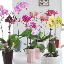 苗圃直销盆栽花卉 蝴蝶兰小苗 蝴蝶兰花苗盆栽花 规格齐全 带花发