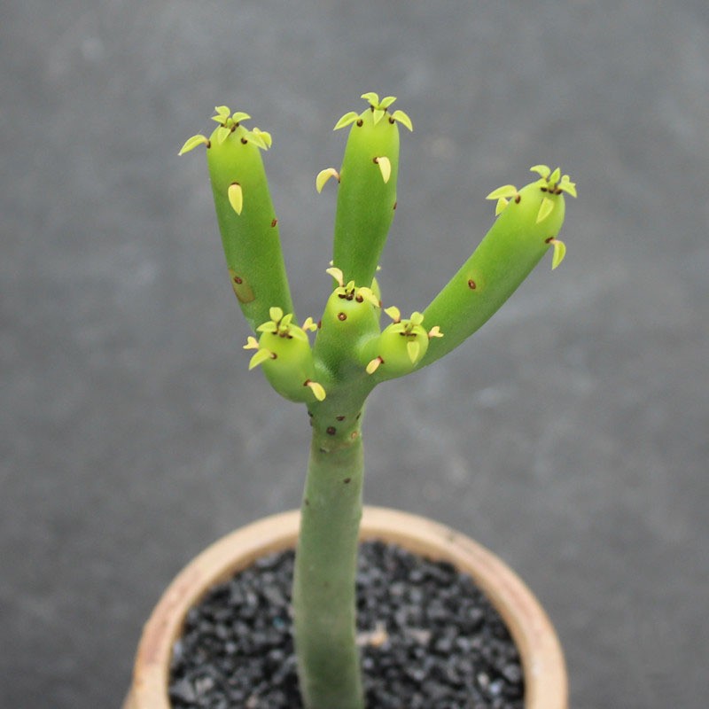 싱글트리 1개(뿌리가 벗겨진 상태로 배송)