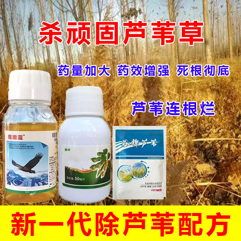 芦苇专杀芦苇连根烂芦苇茅草尖叶杂草克星芦苇烂根农用打草药