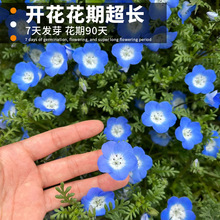 羳؛ż{NӰ{ɫ`ԻļNֲ_