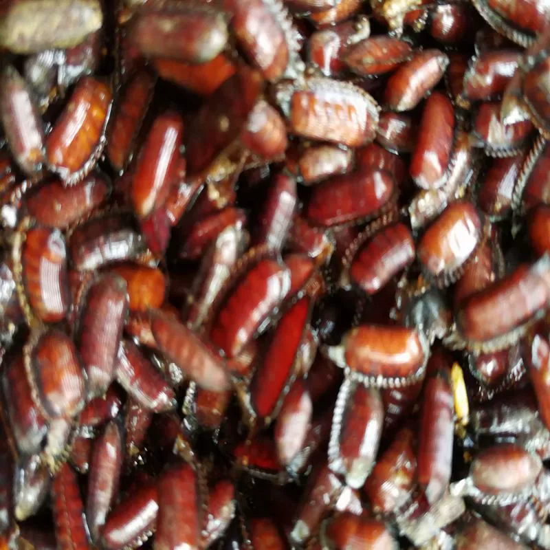 Личинки дождевых червей, черви семисердцевые, черви обыкновенные, маленькие черви обыкновенные, методы разведения червей обыкновенных, живая кормушка для скорпионов.