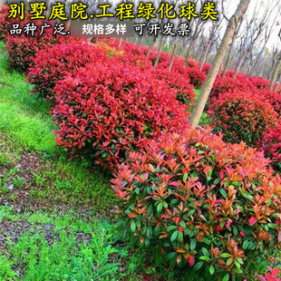 �t�~ʯ������С��G��ֲ��Gɫֲ��ͥԺ�G����ľ�ߗU����t�_�e