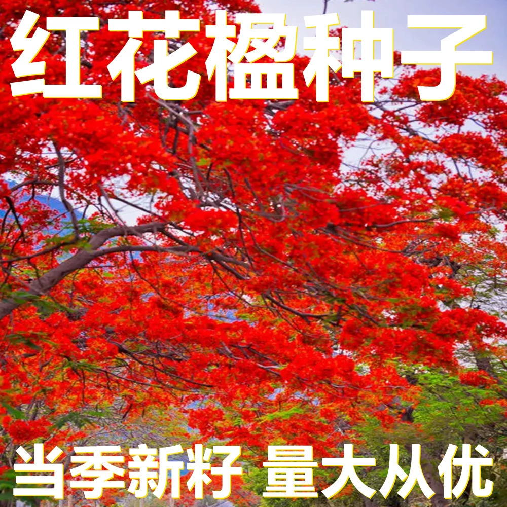 Семена красной бугенвиллии 250-500г в мешках оптом, прямые поставки с места происхождения, сезонные новые семена, семена садовых цветов