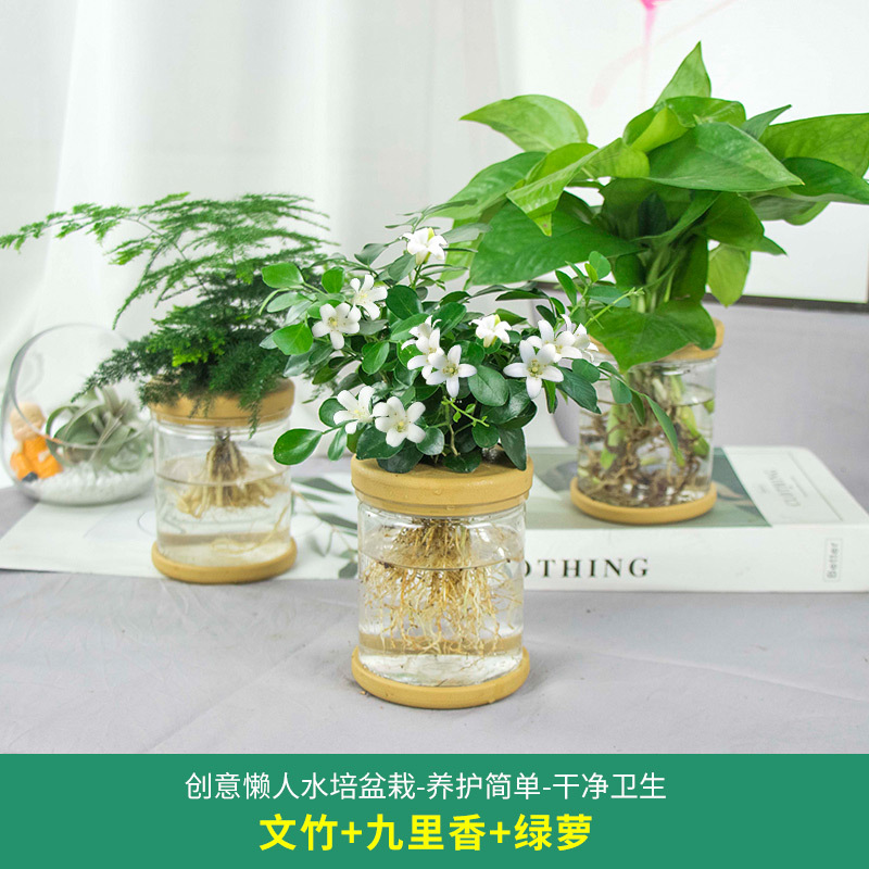 Plantas hidropónicas en maceta de flores de oficina de flores pequeñas plantas verdes en todas las estaciones, fácil de cultivar plantas en maceta de agua suculenta.