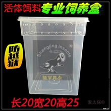 白蛐蛐油葫芦蟋蟀爬虫箱树蛙勾亚蜥蜴饲养箱活体饲料睫角盖麦太保